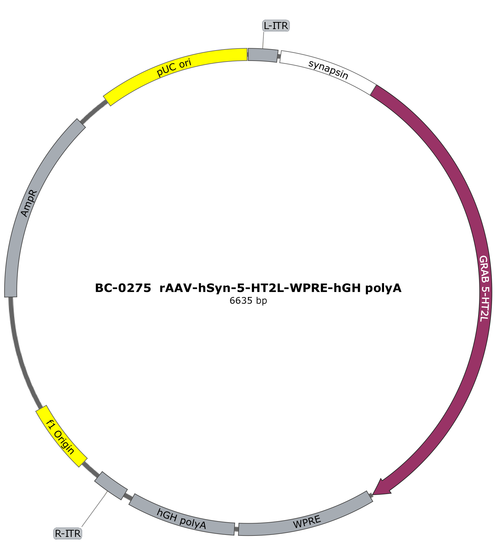 raav-hsyn-5-ht2l
